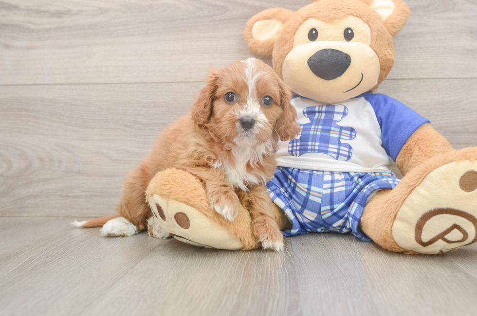 5 week old Cavapoo Puppy For Sale - Seaside Pups