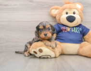 9 week old Cavapoo Puppy For Sale - Seaside Pups