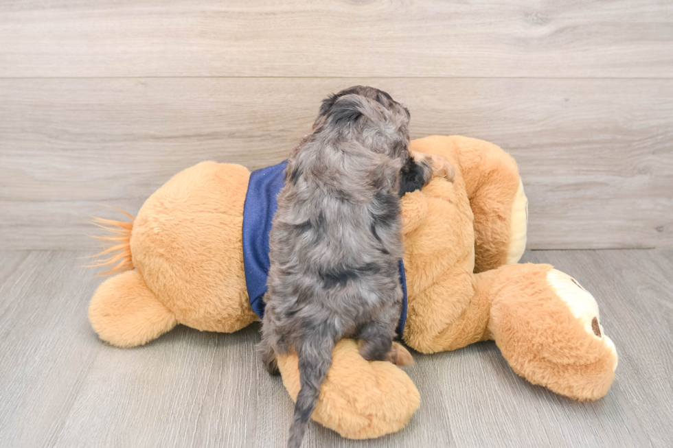 Cavapoo Pup Being Cute