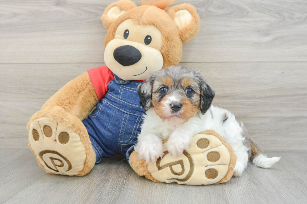 5 week old Cavapoo Puppy For Sale - Seaside Pups
