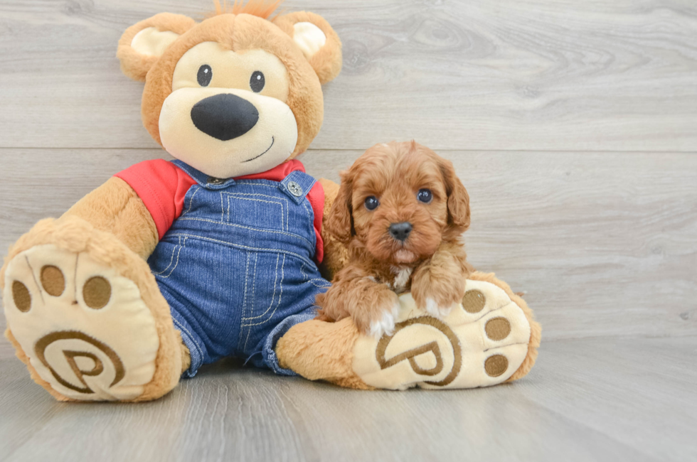6 week old Cavapoo Puppy For Sale - Seaside Pups