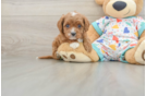 Little Cavipoo Poodle Mix Puppy