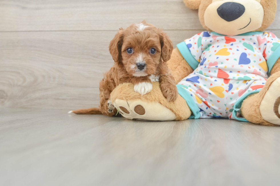 Little Cavipoo Poodle Mix Puppy