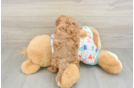 Cavapoo Pup Being Cute