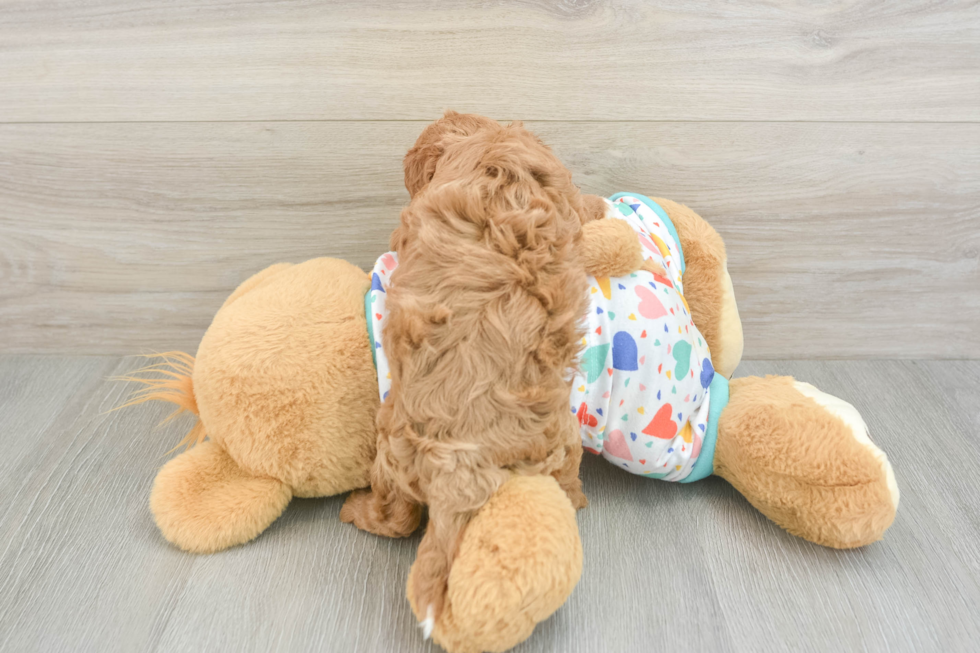 Cavapoo Pup Being Cute