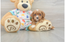Best Cavapoo Baby
