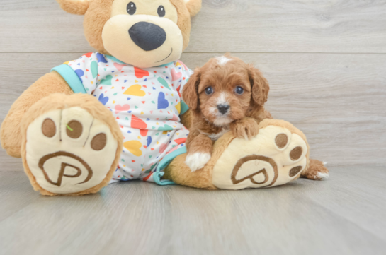 Best Cavapoo Baby