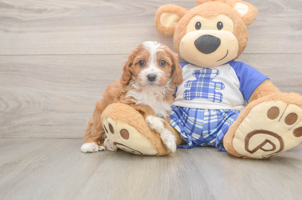 5 week old Cavapoo Puppy For Sale - Seaside Pups
