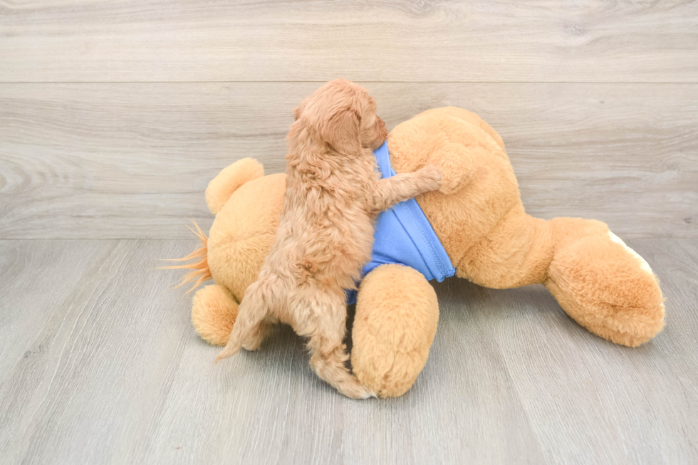 Smart Cavapoo Poodle Mix Pup