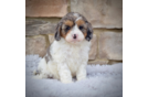 Cute Cavapoodle Poodle Mix Puppy