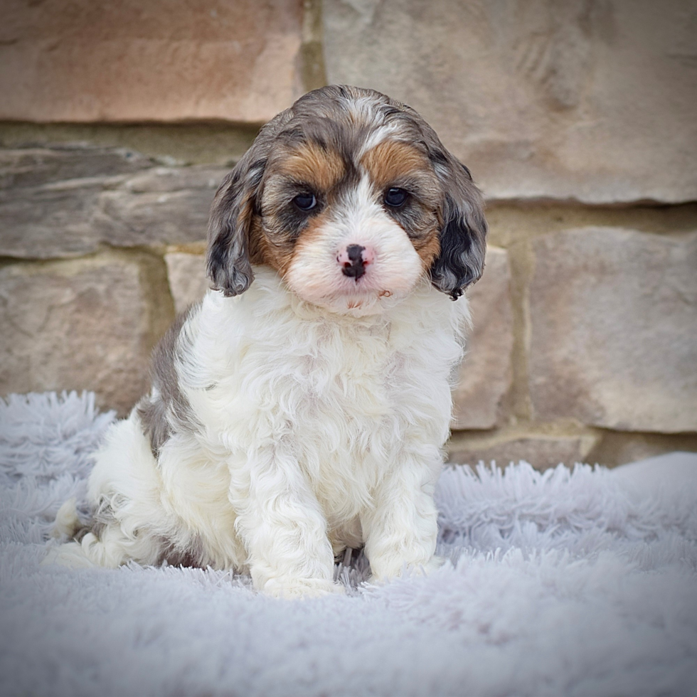 Cute Cavapoodle Poodle Mix Puppy