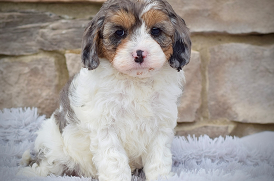 Cute Cavapoodle Poodle Mix Puppy