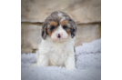 Cute Cavapoo Poodle Mix Pup