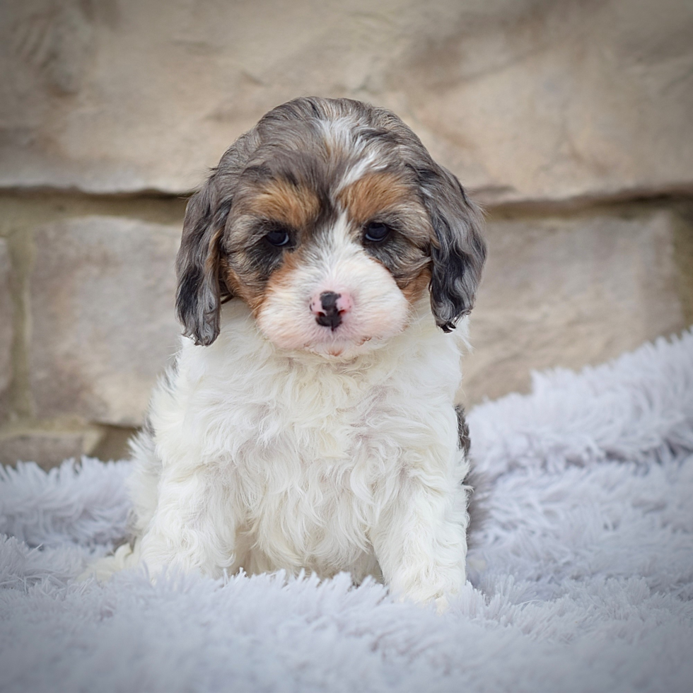 Cute Cavapoo Poodle Mix Pup