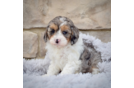 Cavapoo Puppy for Adoption