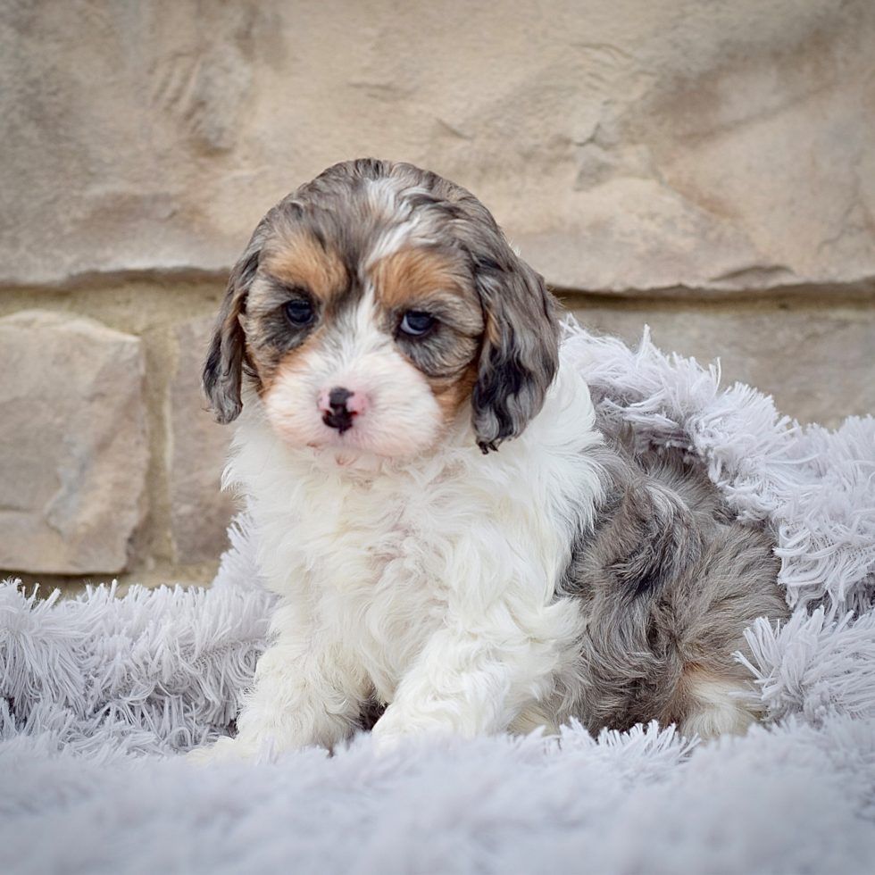 Cavapoo Puppy for Adoption