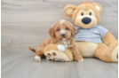 Funny Cavapoo Poodle Mix Pup