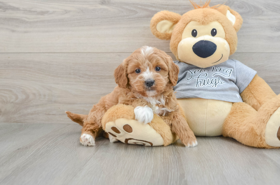 5 week old Cavapoo Puppy For Sale - Seaside Pups