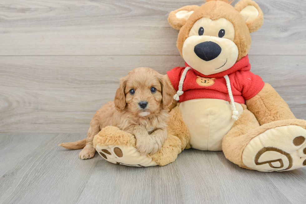 Playful Cavapoodle Poodle Mix Puppy