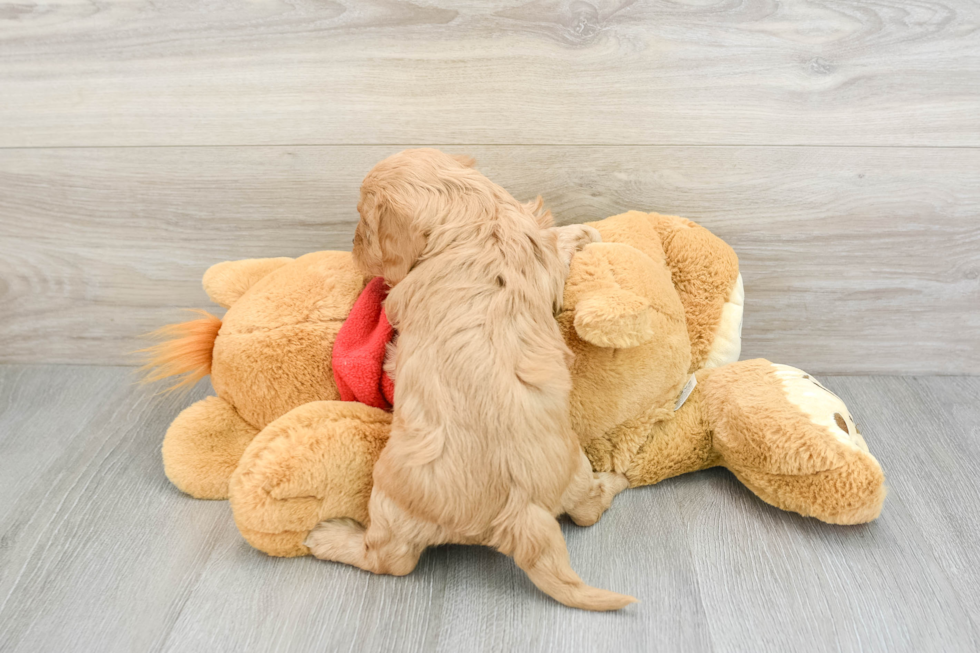 Energetic Cavoodle Poodle Mix Puppy