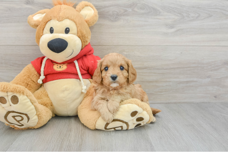 Energetic Cavoodle Poodle Mix Puppy