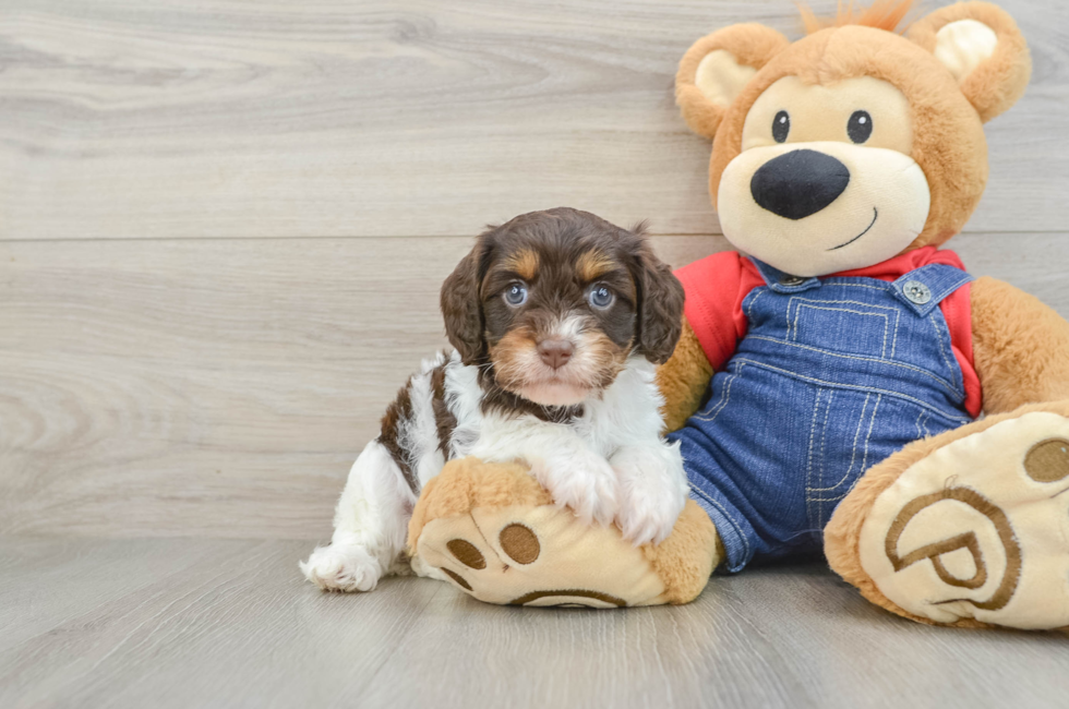 5 week old Cavapoo Puppy For Sale - Seaside Pups
