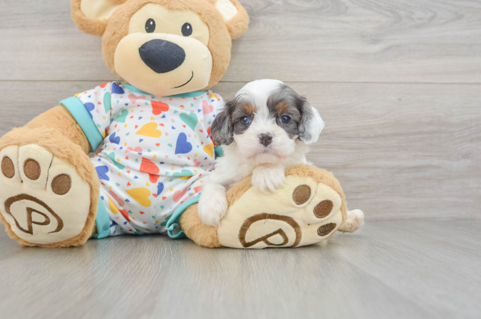 6 week old Cavapoo Puppy For Sale - Seaside Pups