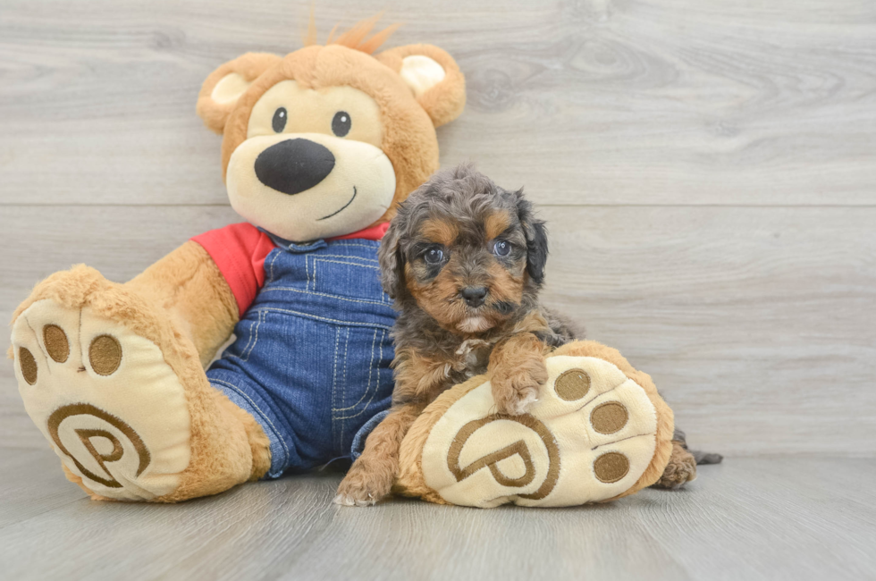 6 week old Cavapoo Puppy For Sale - Seaside Pups