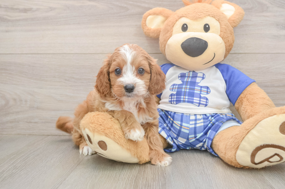5 week old Cavapoo Puppy For Sale - Seaside Pups