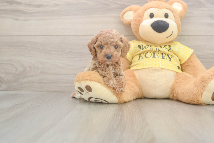 Fluffy Cavapoo Poodle Mix Pup