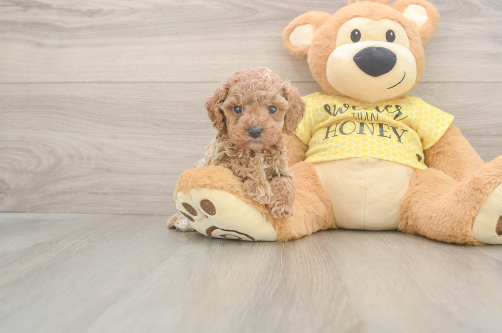 5 week old Cavapoo Puppy For Sale - Seaside Pups