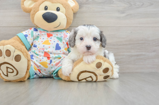 Best Cavapoo Baby
