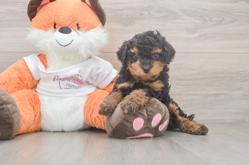 5 week old Cavapoo Puppy For Sale - Seaside Pups
