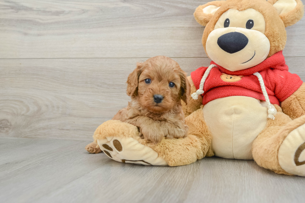 Petite Cavapoo Poodle Mix Pup