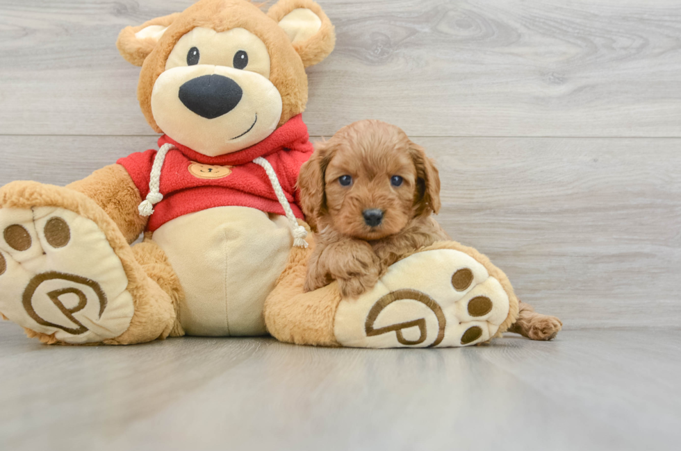 6 week old Cavapoo Puppy For Sale - Seaside Pups