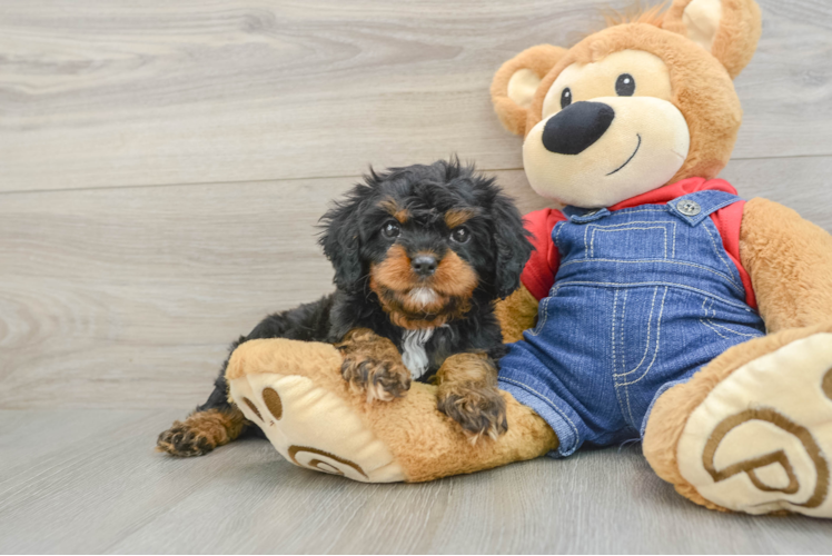 Fluffy Cavapoo Poodle Mix Pup