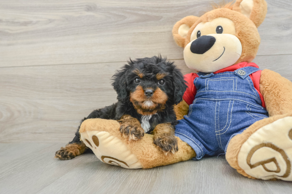 Fluffy Cavapoo Poodle Mix Pup
