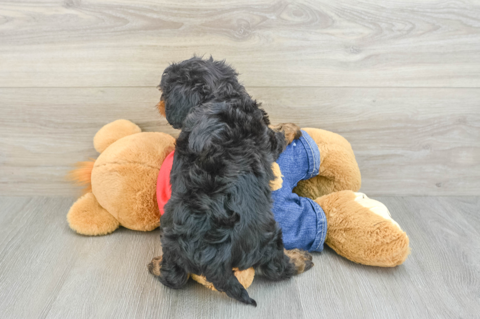 Cavapoo Pup Being Cute