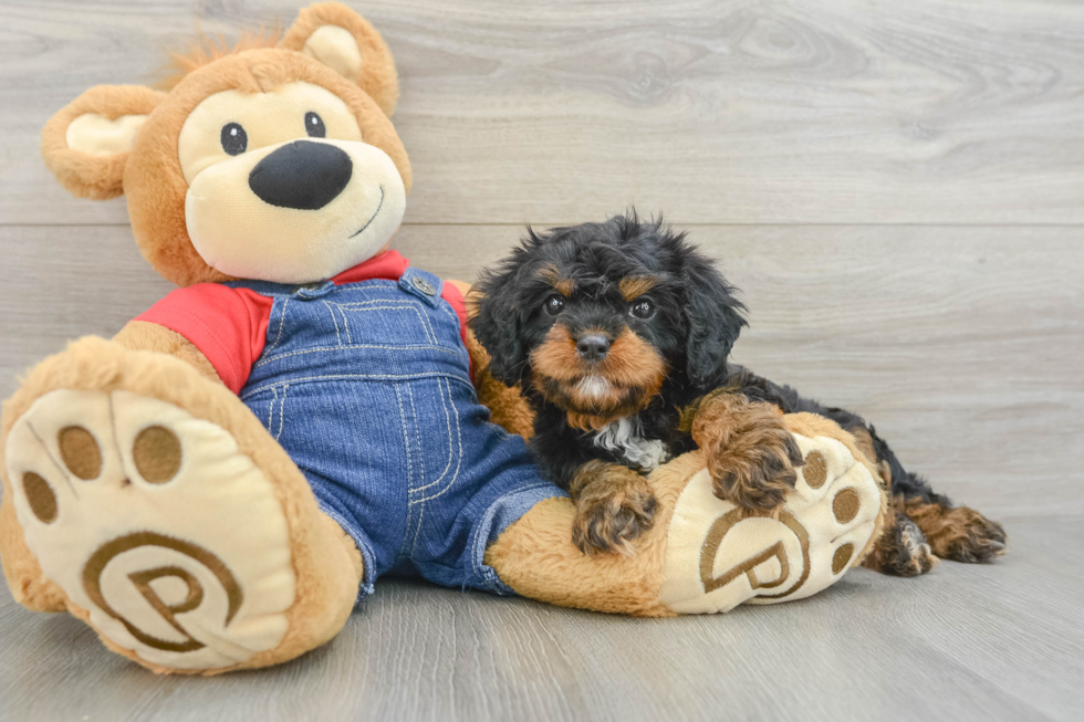 Small Cavapoo Baby
