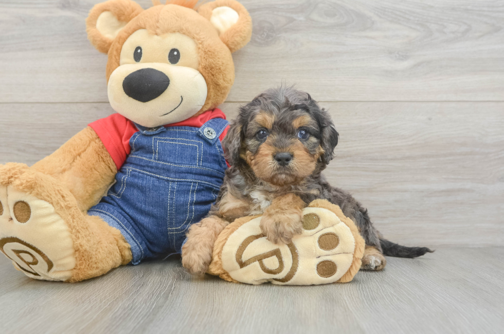 6 week old Cavapoo Puppy For Sale - Seaside Pups