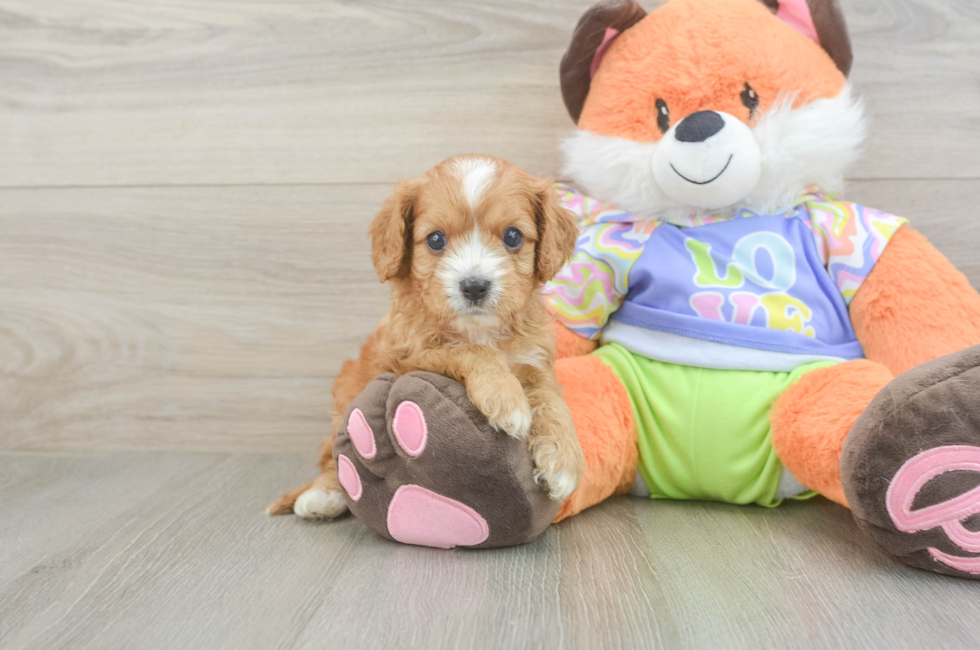 5 week old Cavapoo Puppy For Sale - Seaside Pups