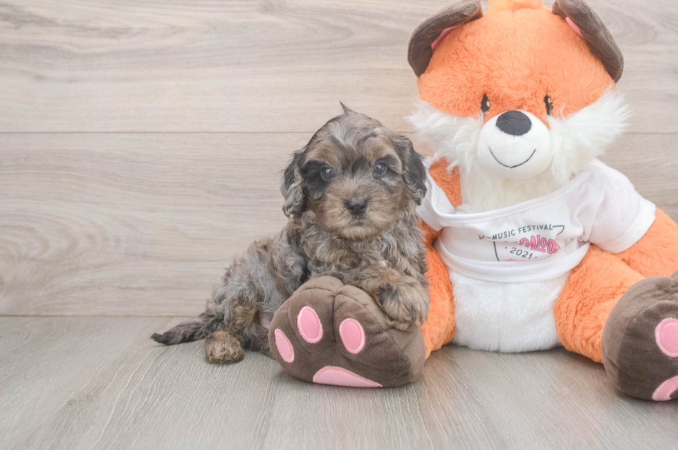 5 week old Cavapoo Puppy For Sale - Seaside Pups