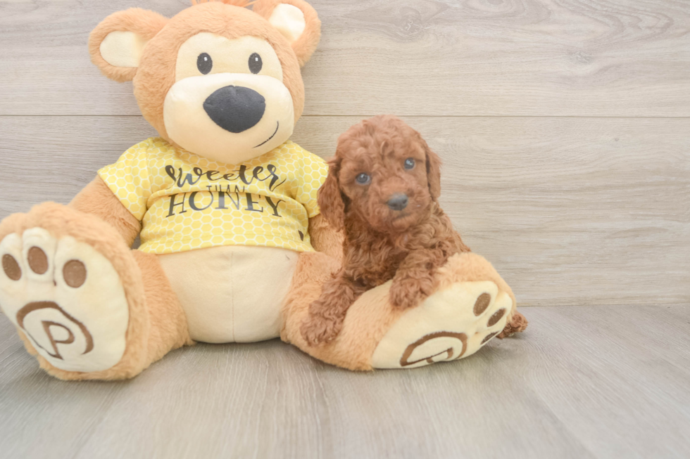 Cavapoo Puppy for Adoption