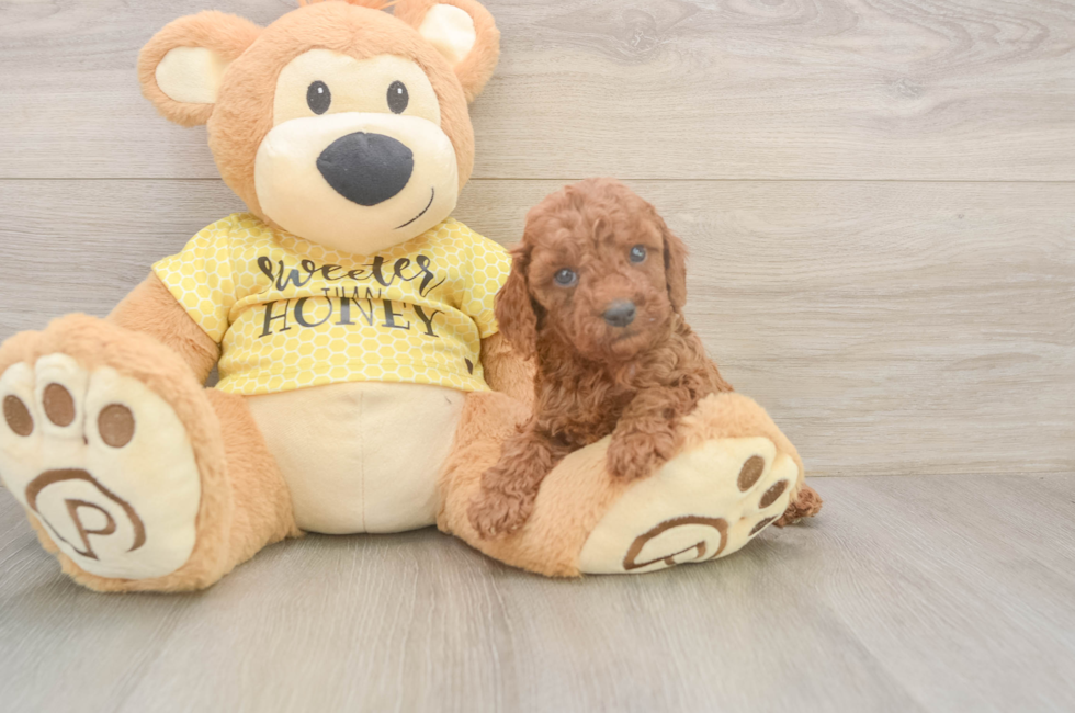 5 week old Cavapoo Puppy For Sale - Seaside Pups