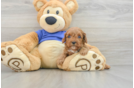 Playful Cavapoodle Poodle Mix Puppy