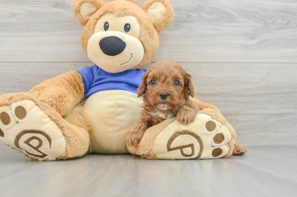 7 week old Cavapoo Puppy For Sale - Seaside Pups