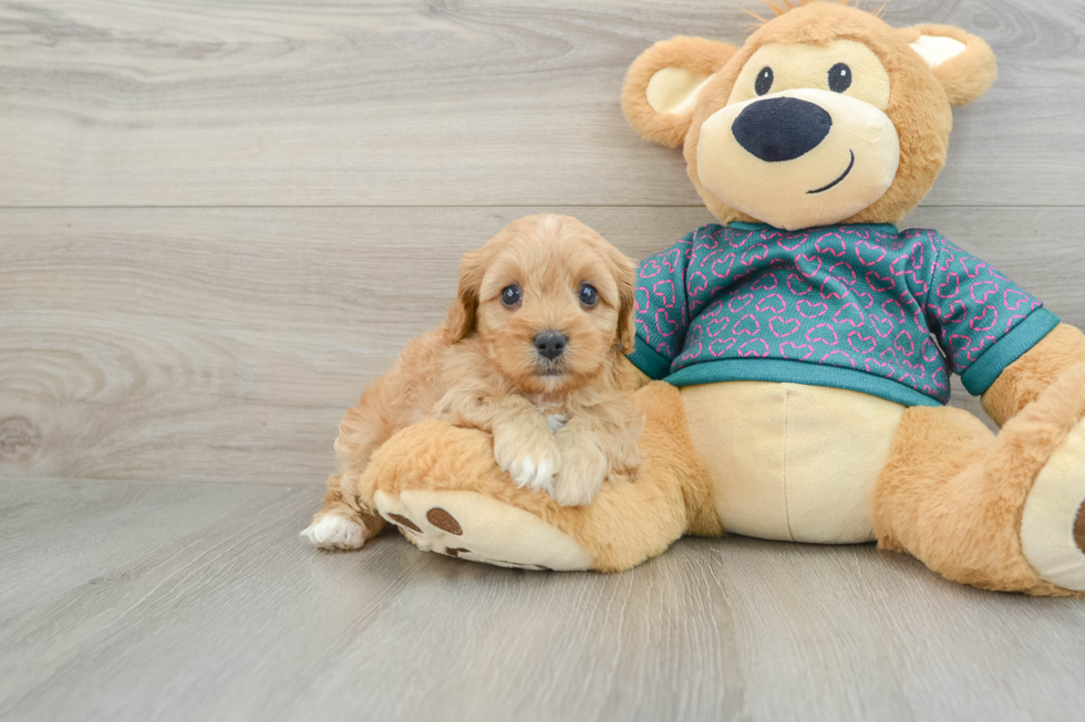 Best Cavapoo Baby