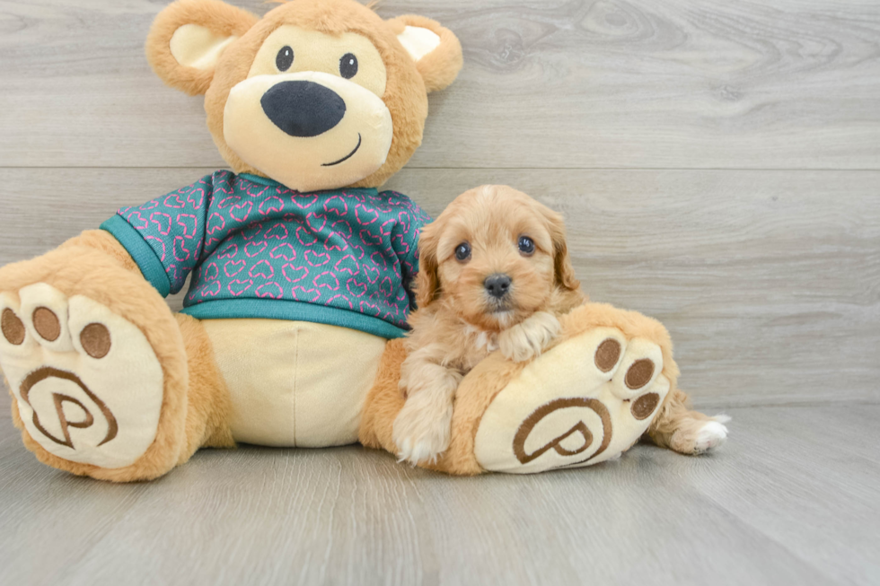 Friendly Cavapoo Baby