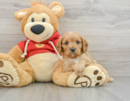 8 week old Cavapoo Puppy For Sale - Seaside Pups