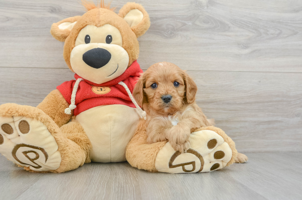 6 week old Cavapoo Puppy For Sale - Seaside Pups